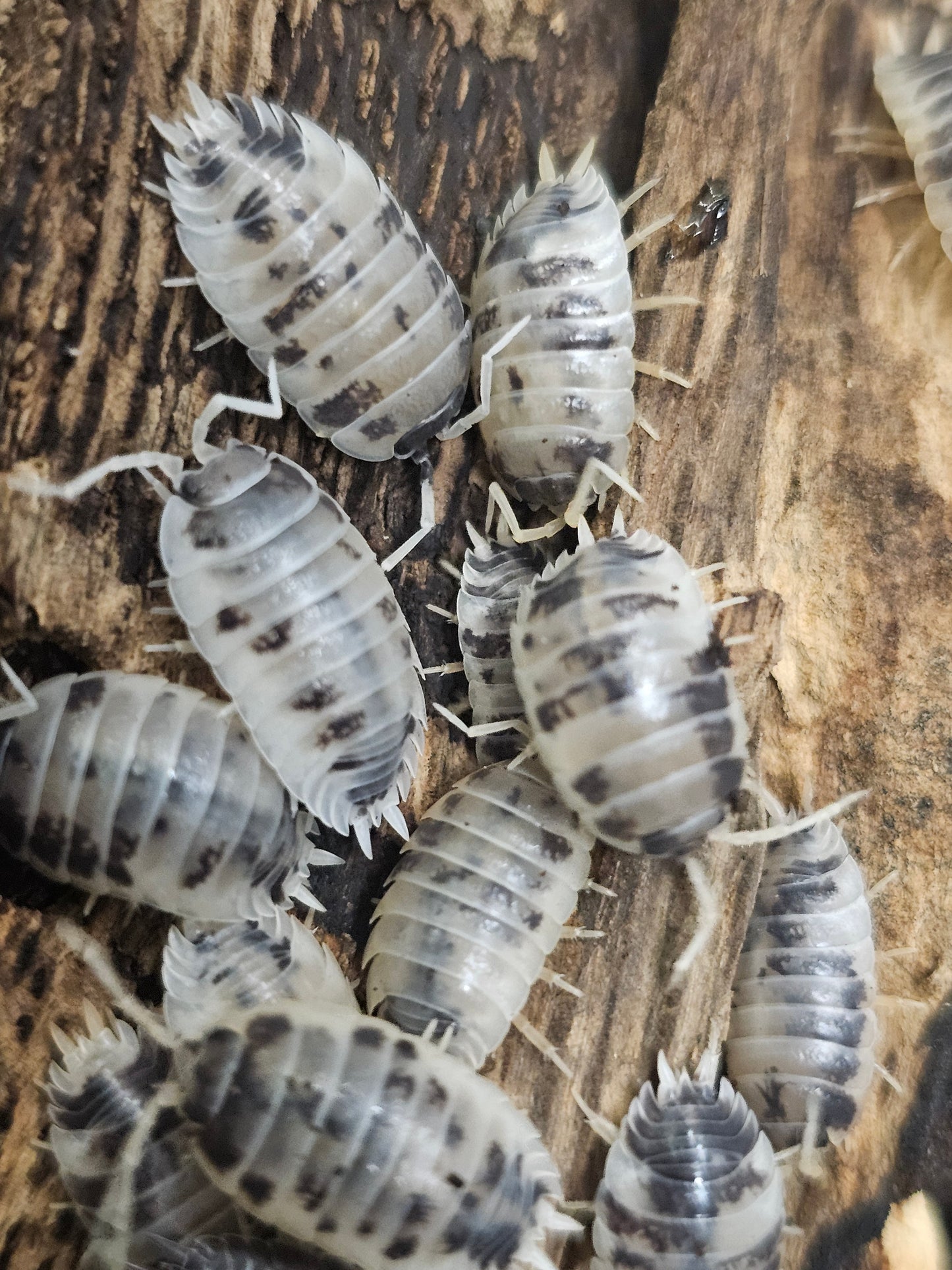 Porcellio laevis "Dairy cow" Lots de 10.