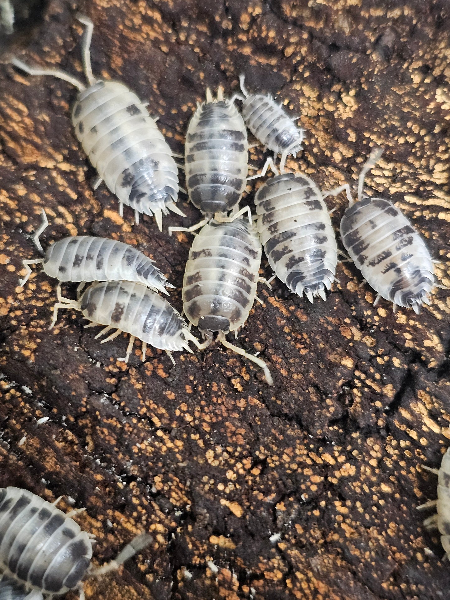 Porcellio laevis "Dairy cow" Lots de 10.