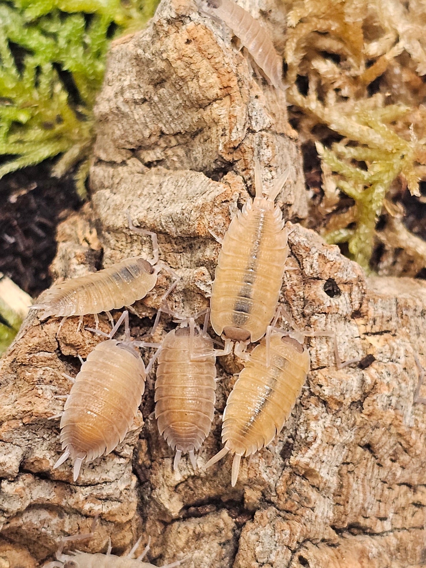 Porcellio nicklesi Lots de 10