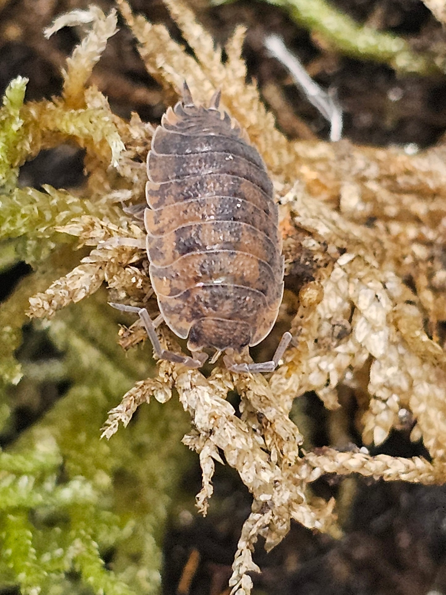 Porcellio scaber Calico Lots de 10
