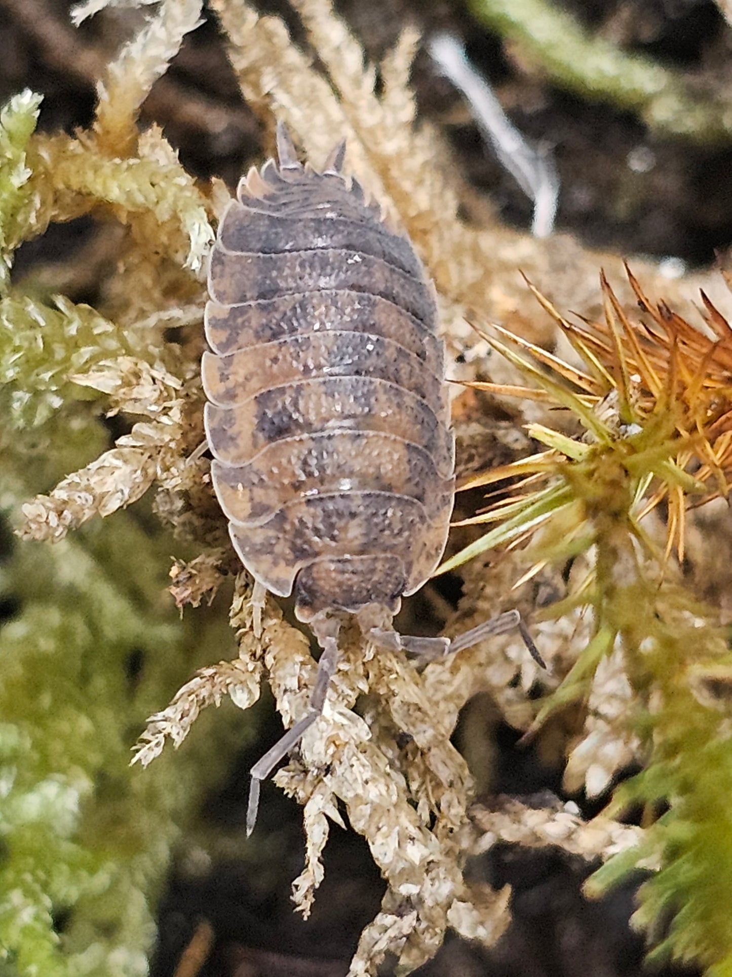 Porcellio scaber Calico Lots de 10