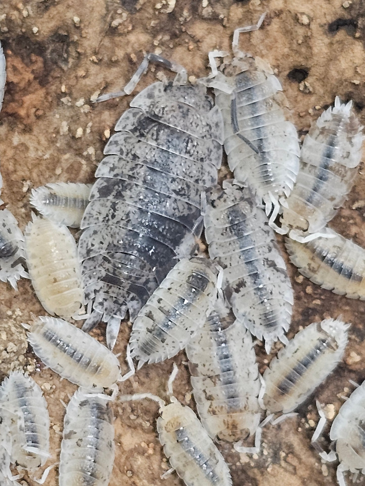 Porcellio scaber Dalmatien Lots de 10