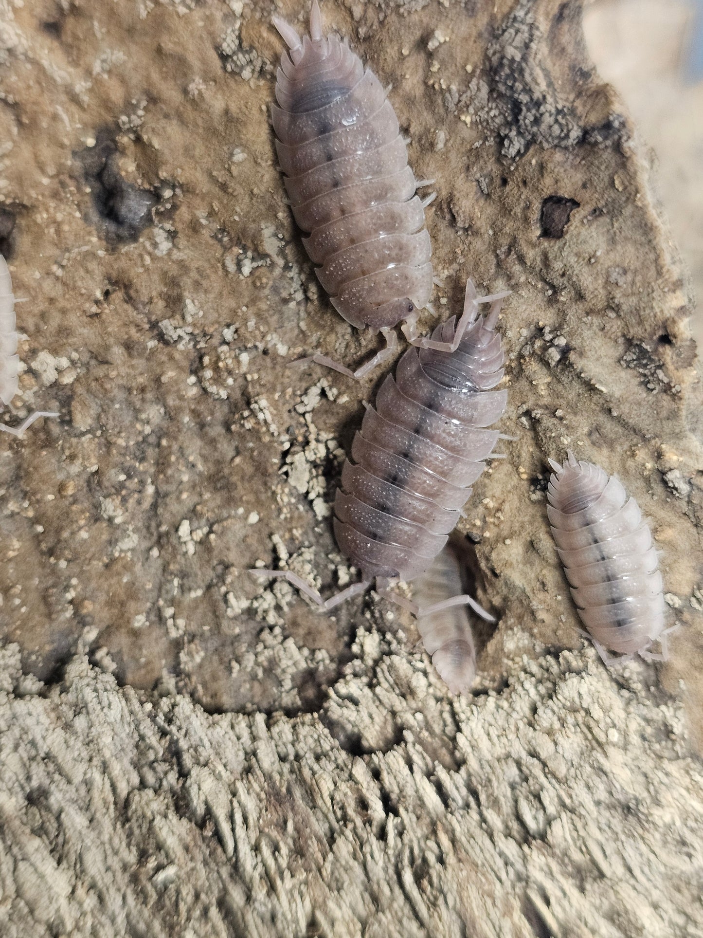 Porcellio scaber Ghost