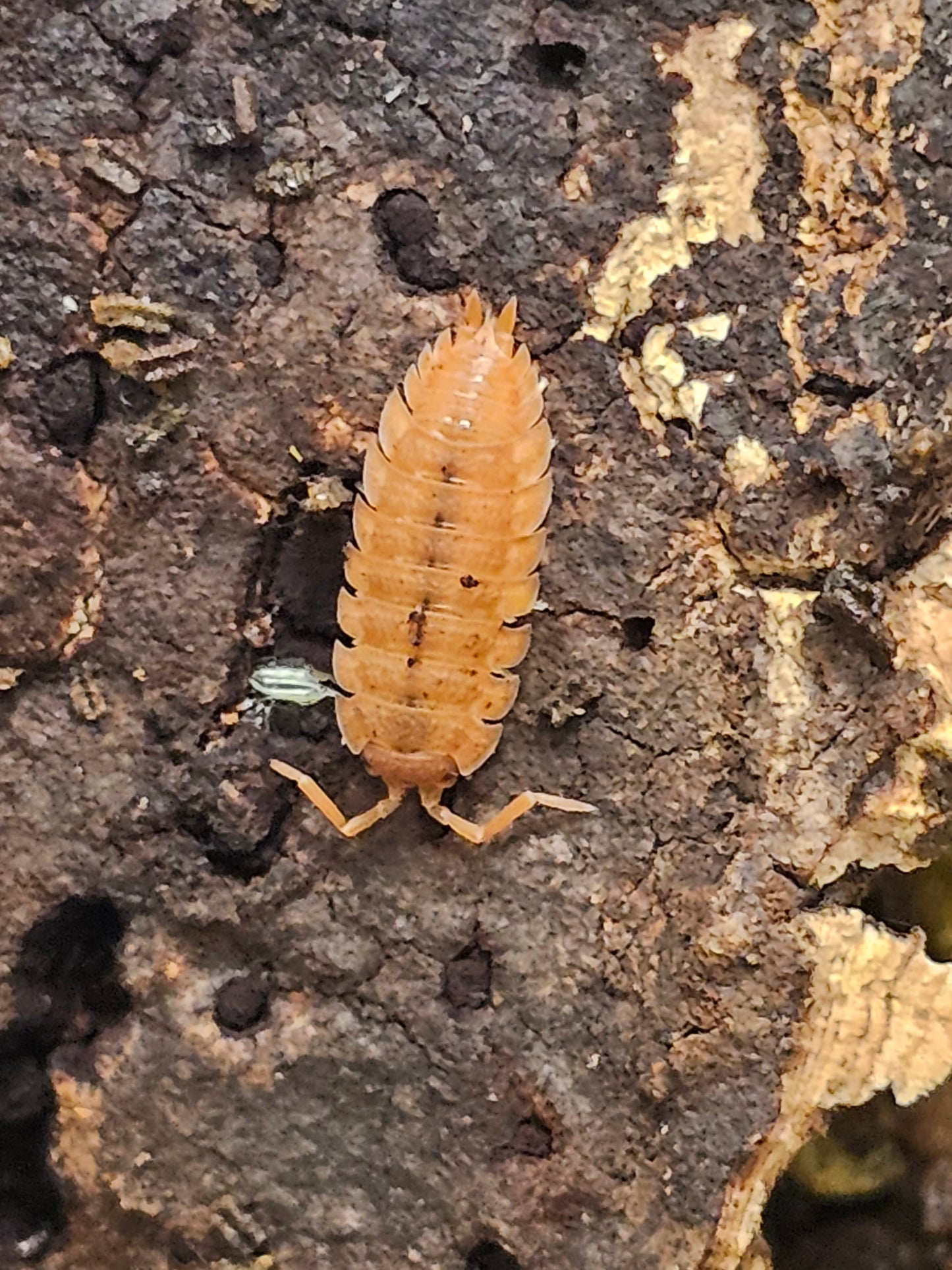 Porcellio scaber orange Lots de 10