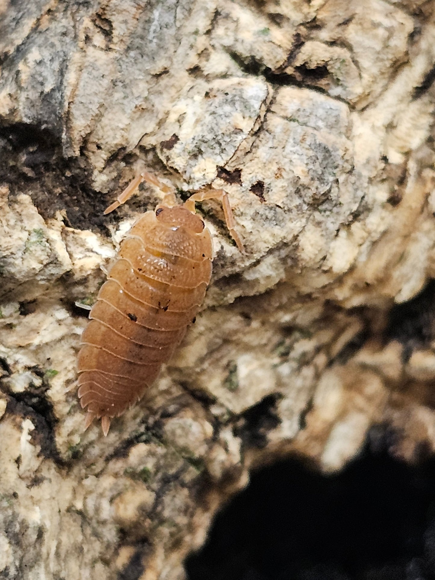 Porcellio scaber orange Lots de 10