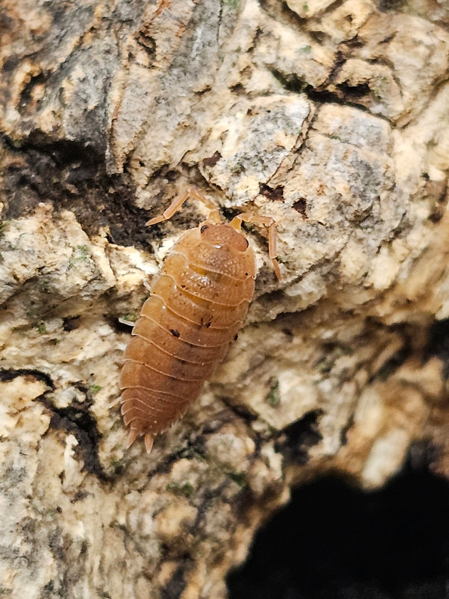 Porcellio scaber orange Lots de 10
