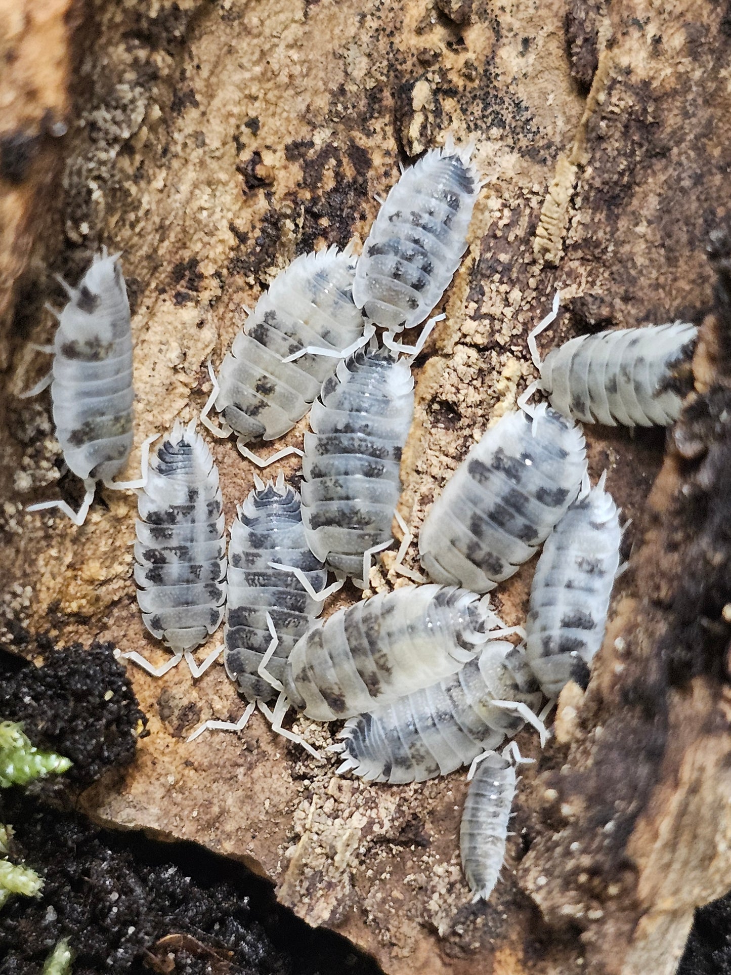 Porcellio scaber oreo Lots de 10