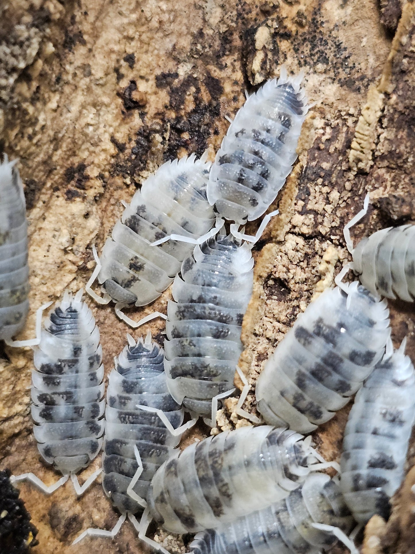 Porcellio scaber oreo Lots de 10