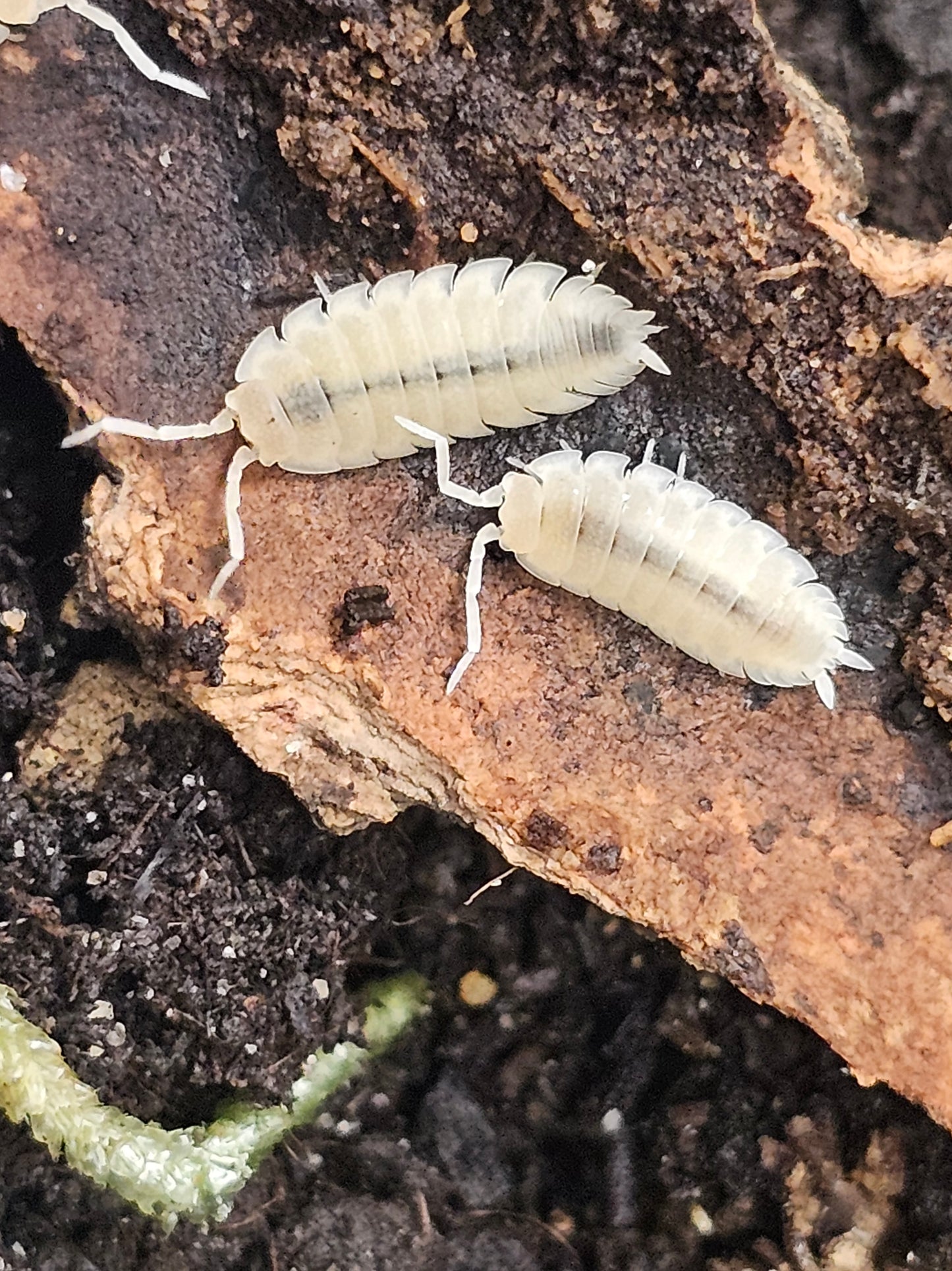 Porcellio scaber white out