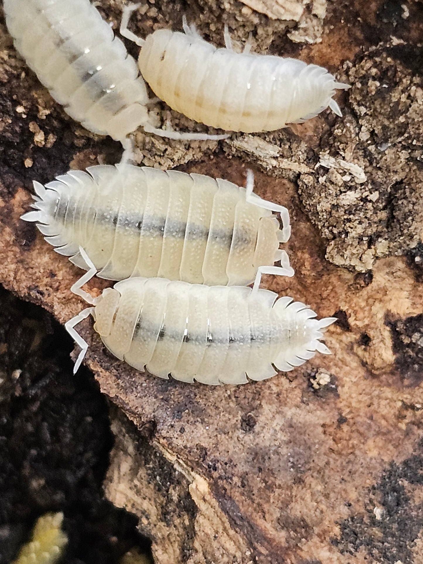 Porcellio scaber white out