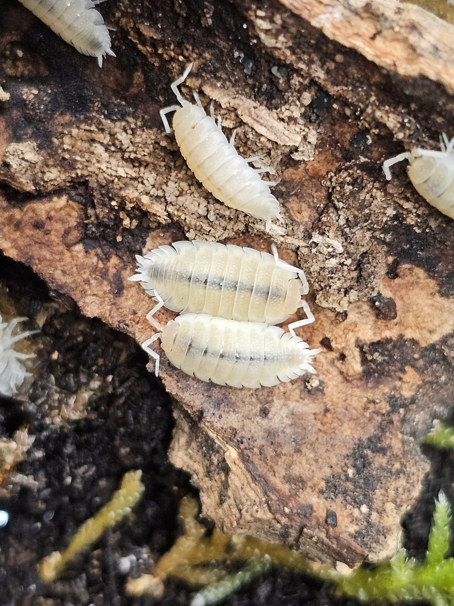 Porcellio scaber white out