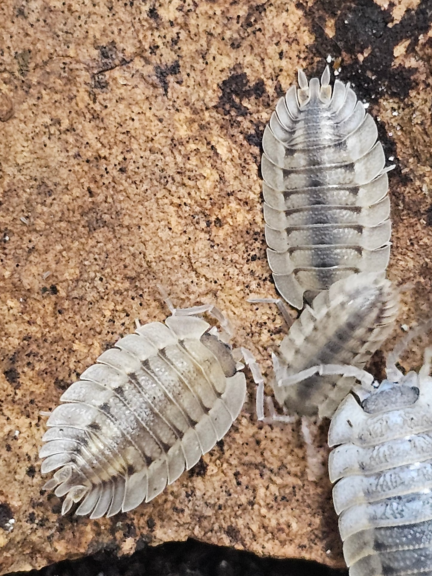 Porcellio spatulatus coros Lots de 10