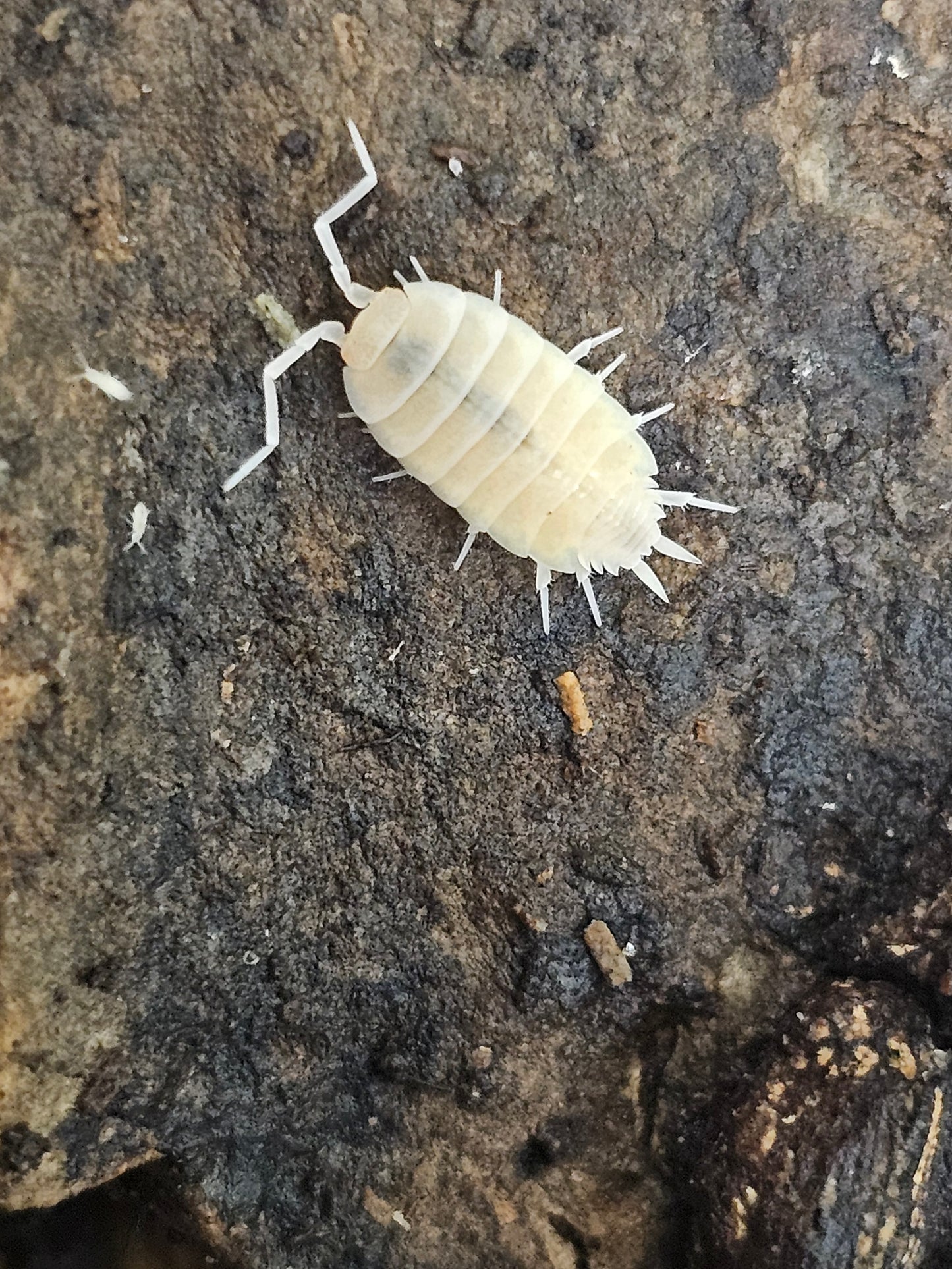 Porcellionides pruisonus "white out"