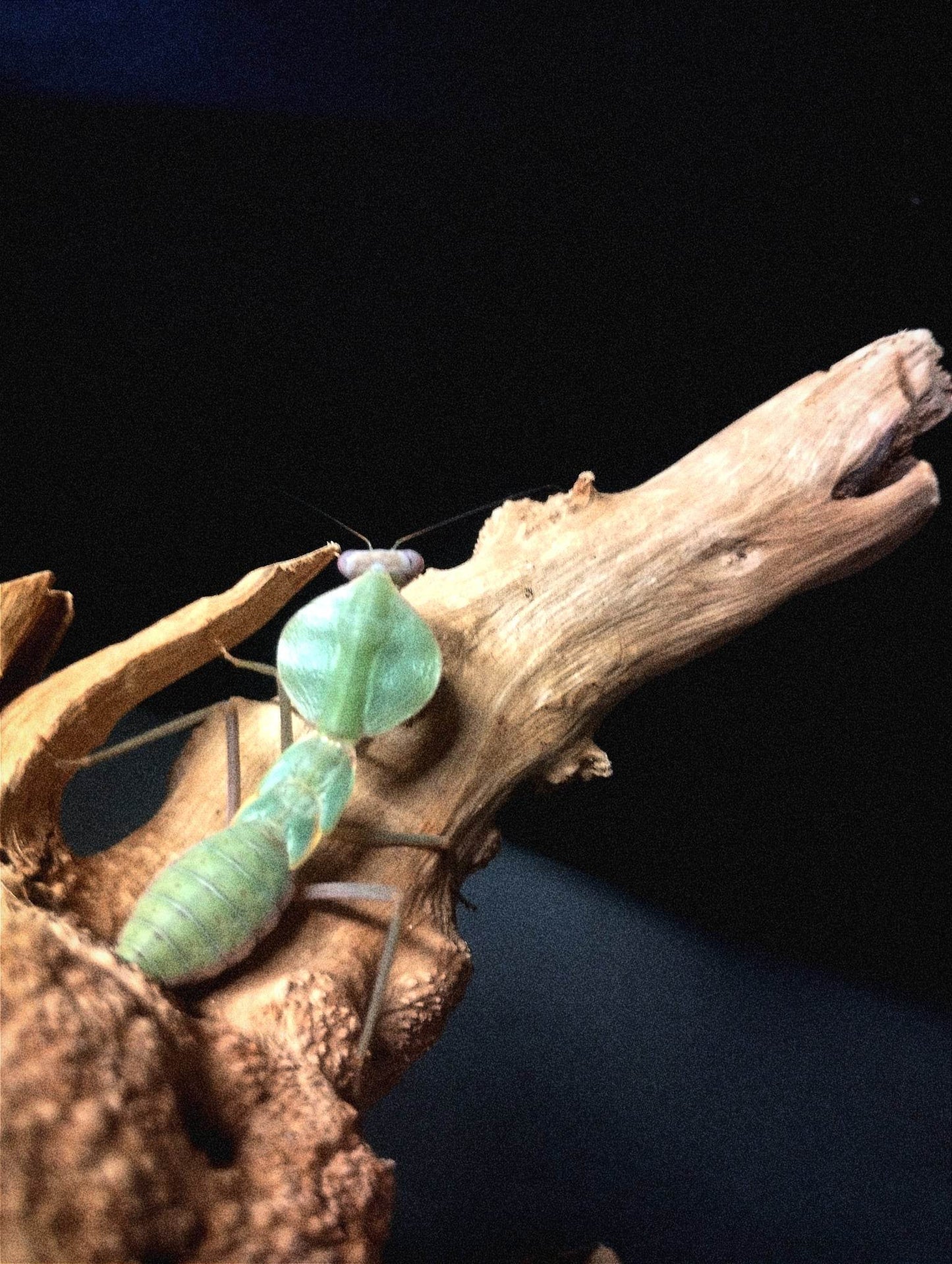 RHOMBODERA LATIPRONOTUM