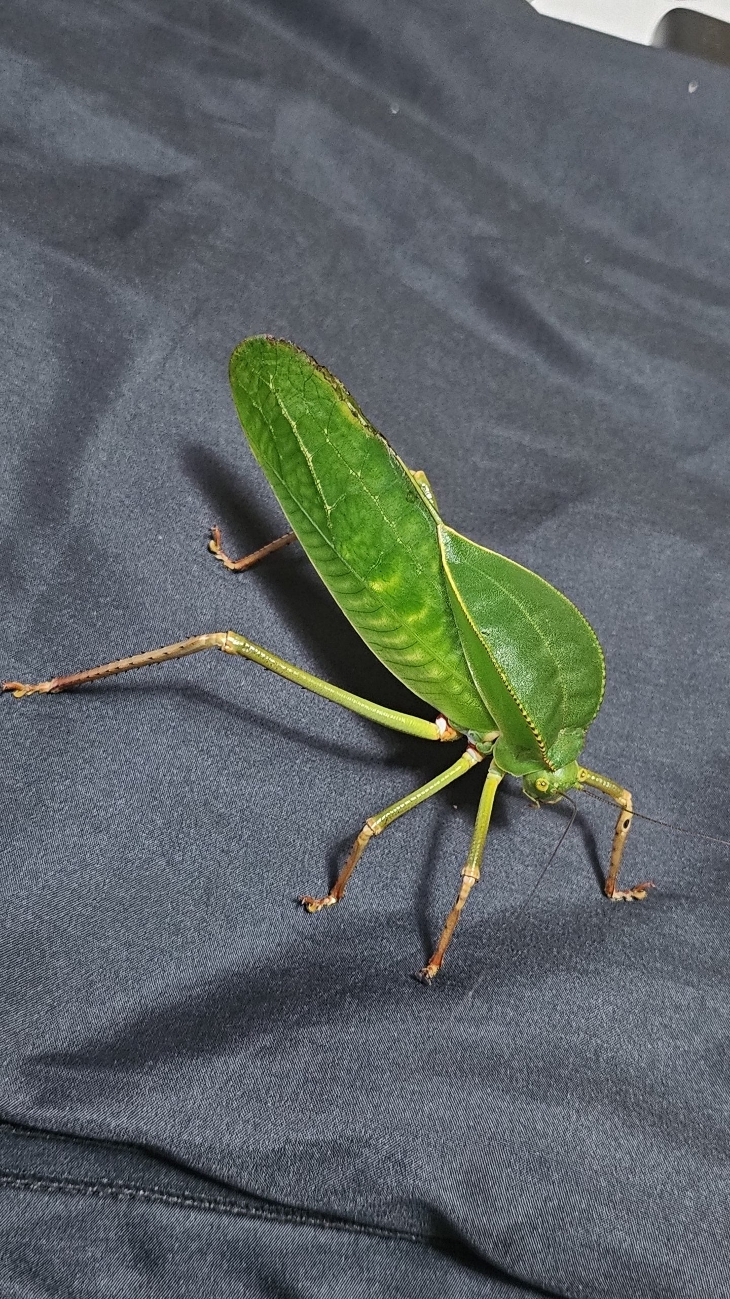 Siliquofera grandis