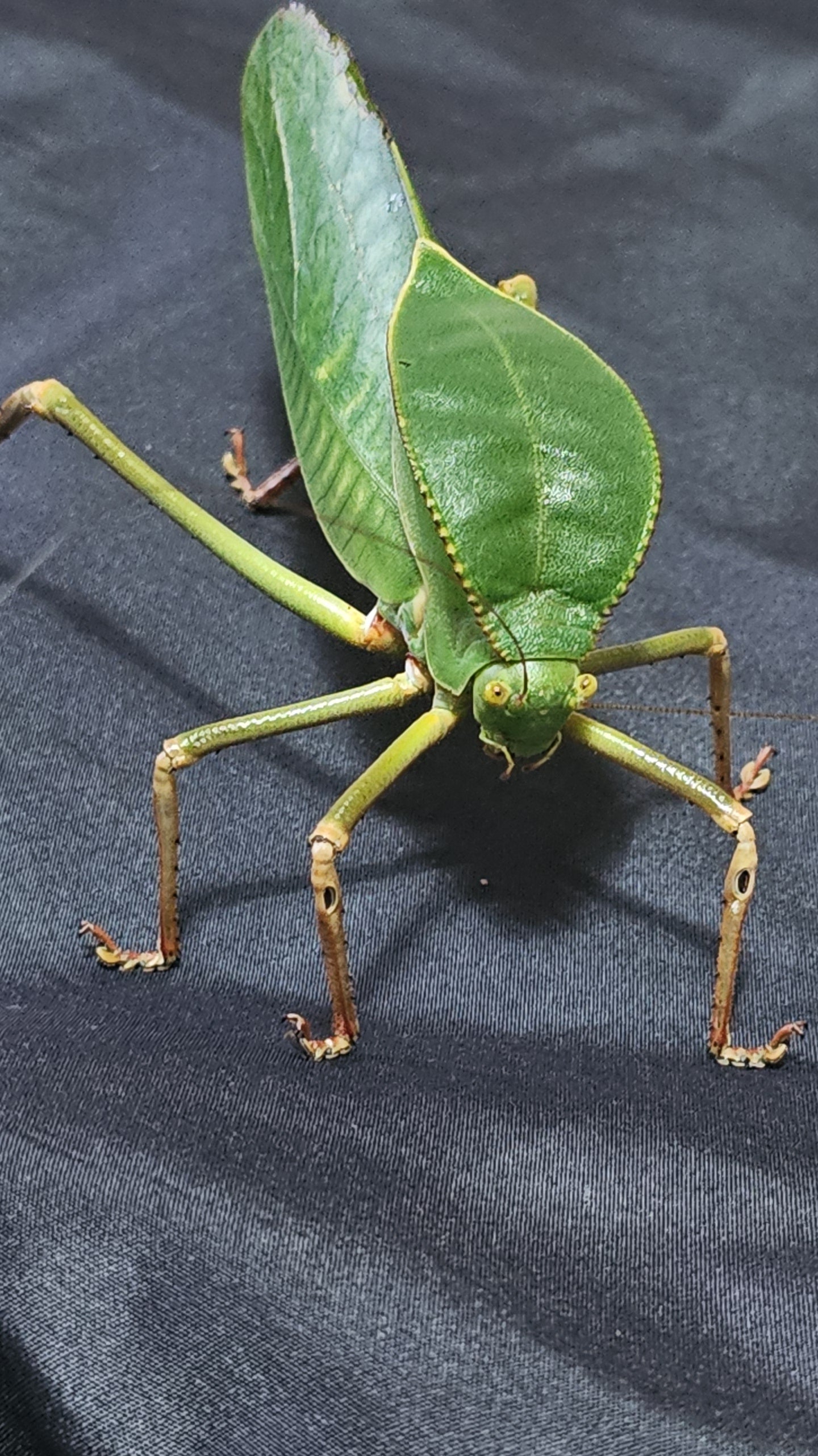 Siliquofera grandis