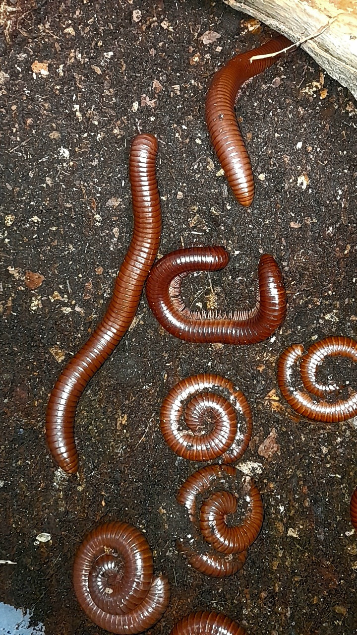 Ophistreptus guineensis