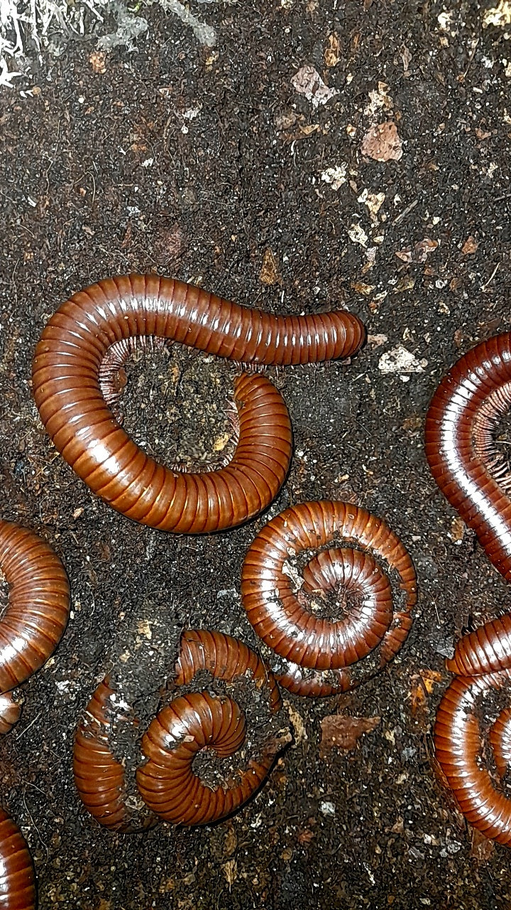 Ophistreptus guineensis