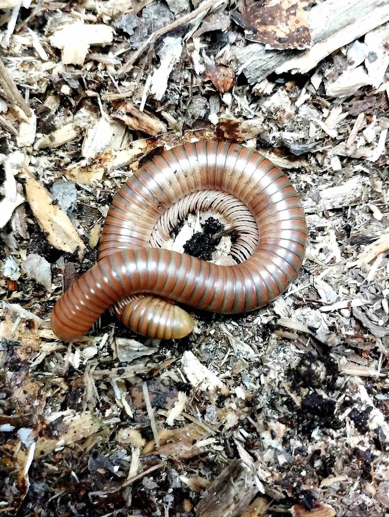Spirostreptus SP1 Tanzanie