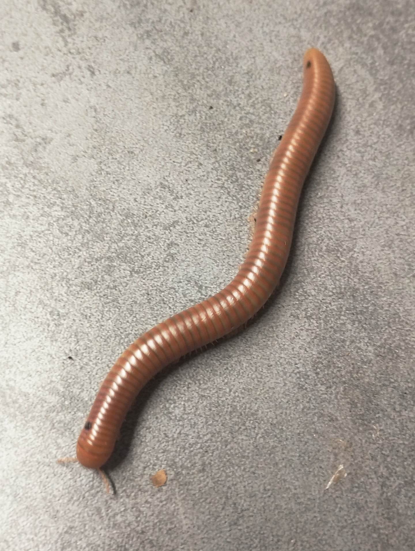 Spirostreptus SP1 Tanzanie