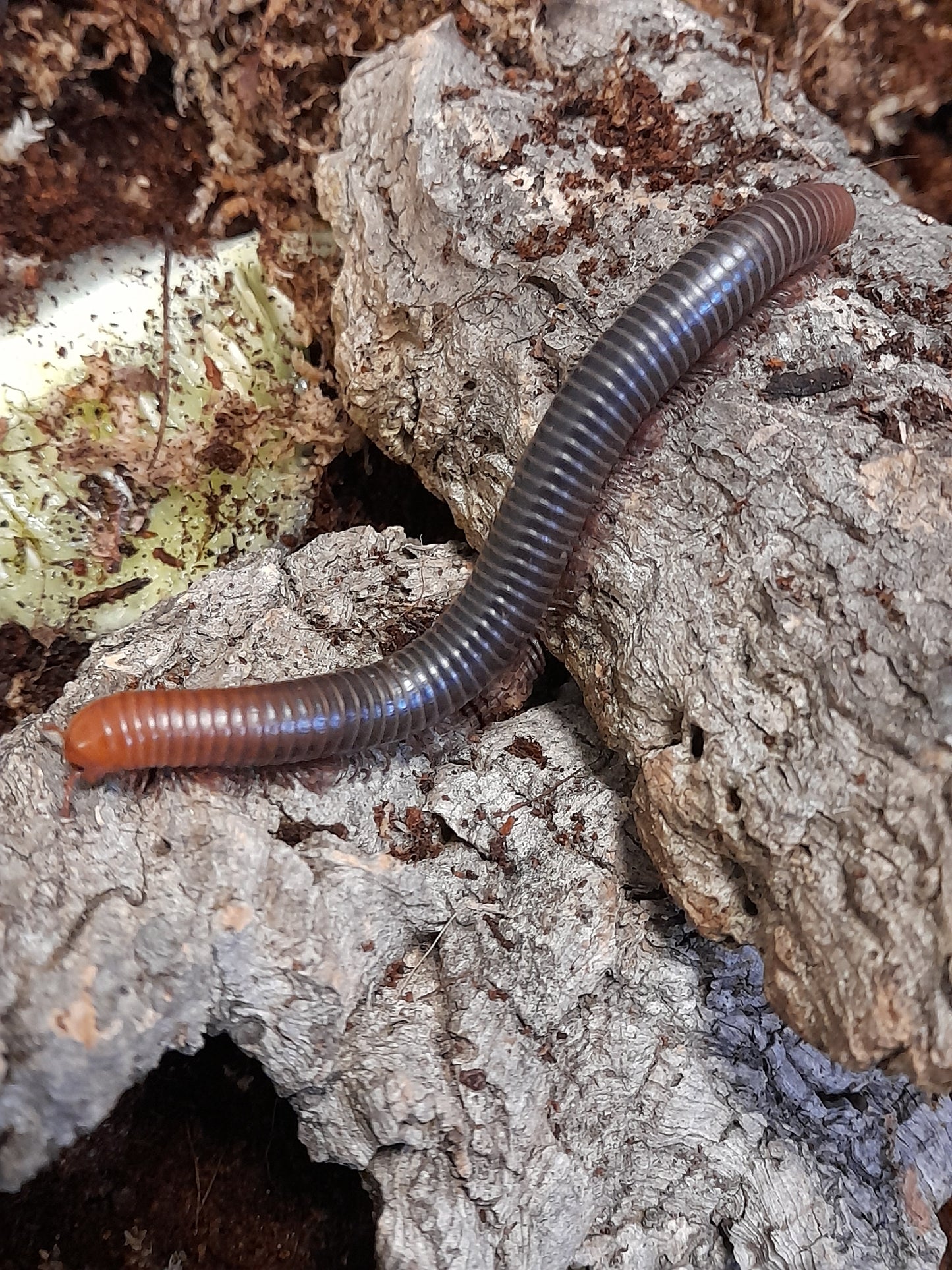 Spirostreptus serviatus