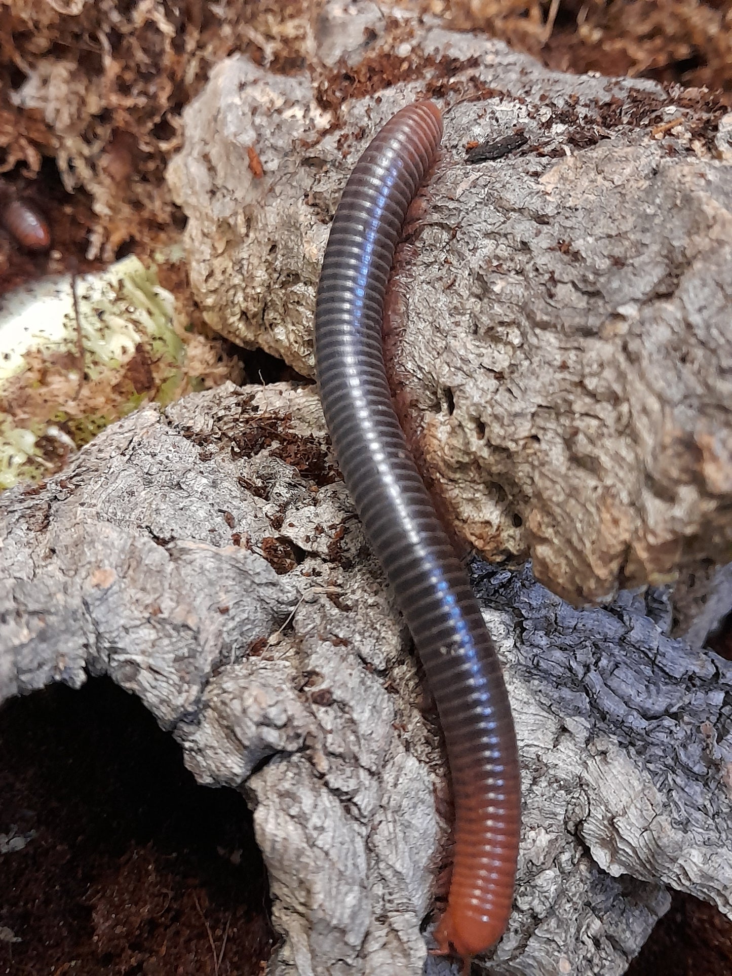 Spirostreptus serviatus