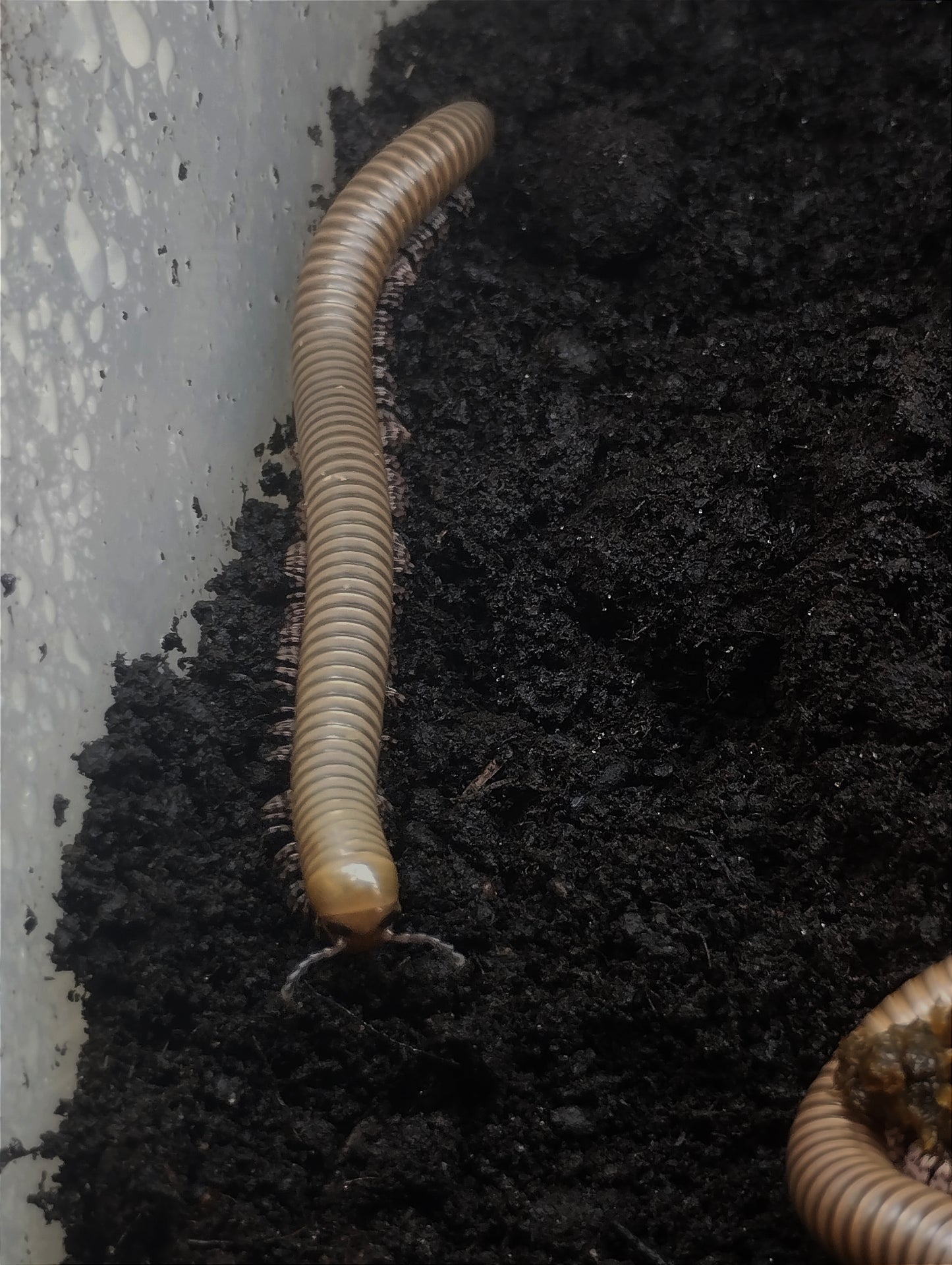 Telodeinopus aoutii
