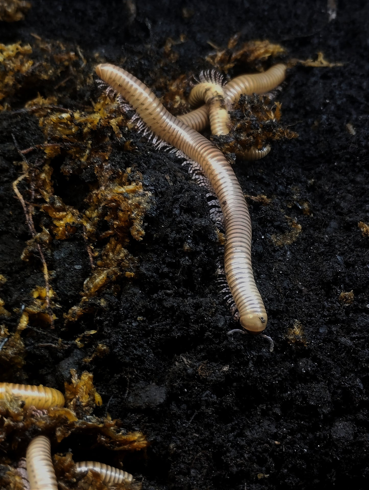 Telodeinopus aoutii