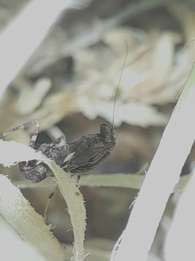 Acromantis japonica