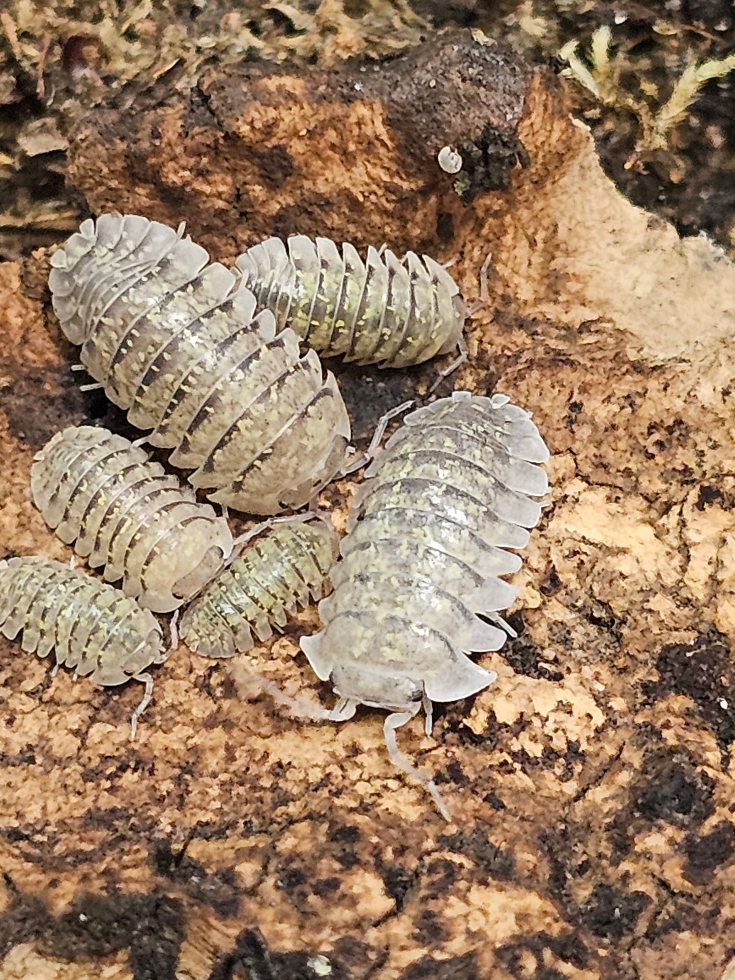 Armadillidium ameglioi Lots de 5