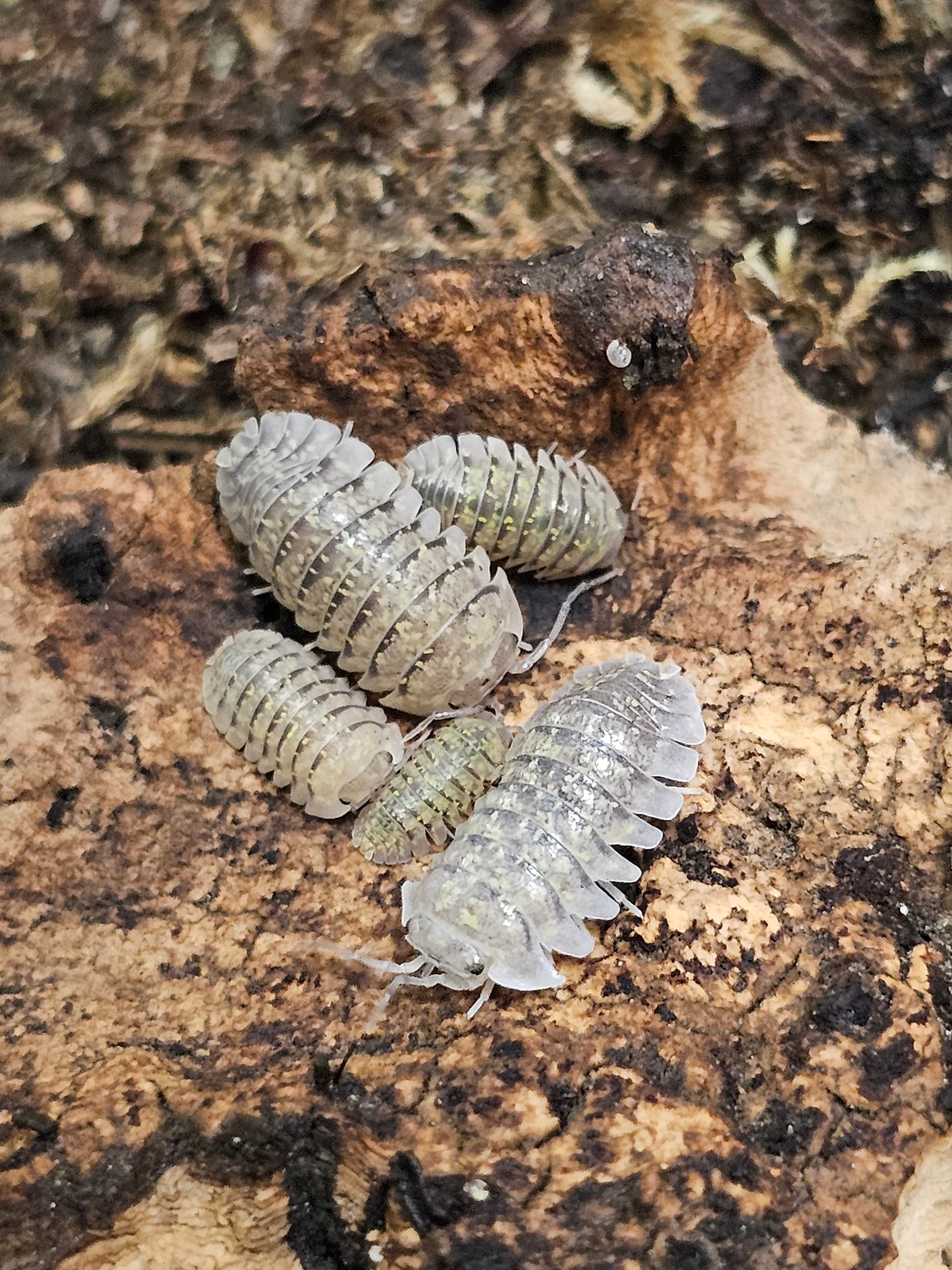 Armadillidium ameglioi Lots de 5