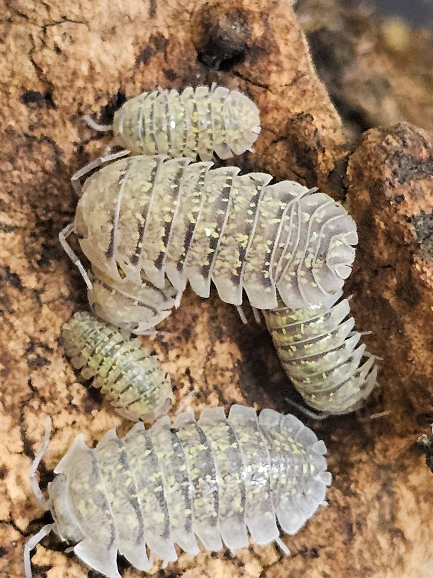 Armadillidium ameglioi Lots de 5