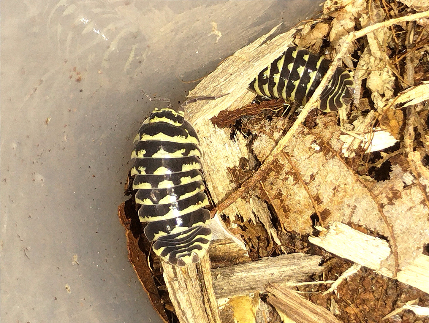 Armadillidium maculatum yellow lots de 10