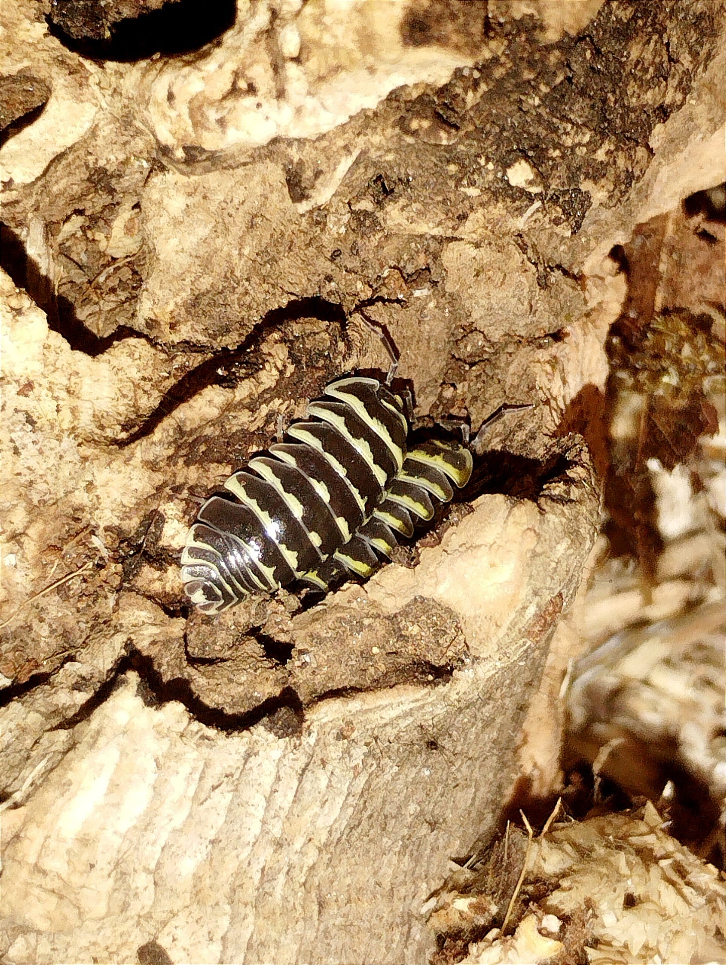 Armadillidium maculatum yellow lots de 10