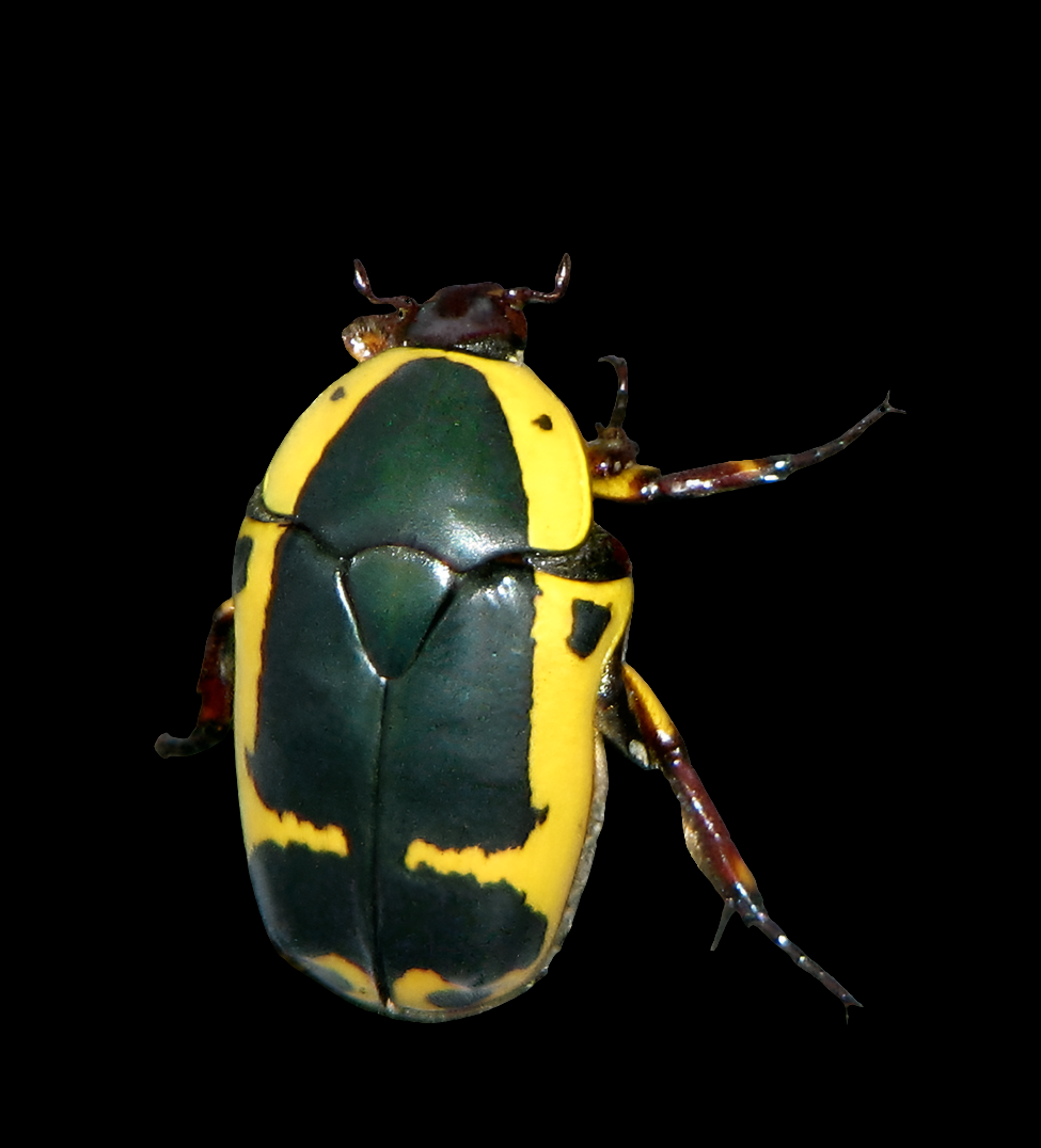 Pachnoda sinuata