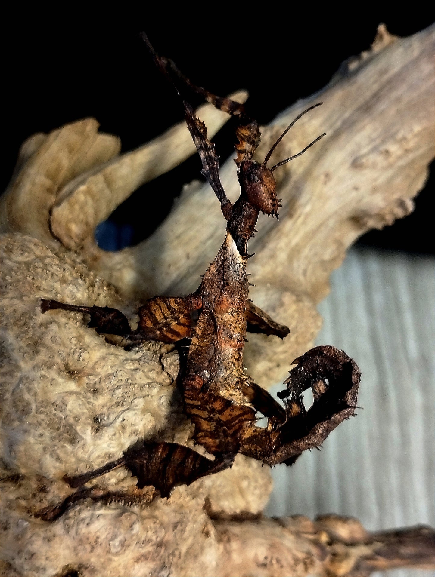 Extatosoma tiaratum Phasme scorpion