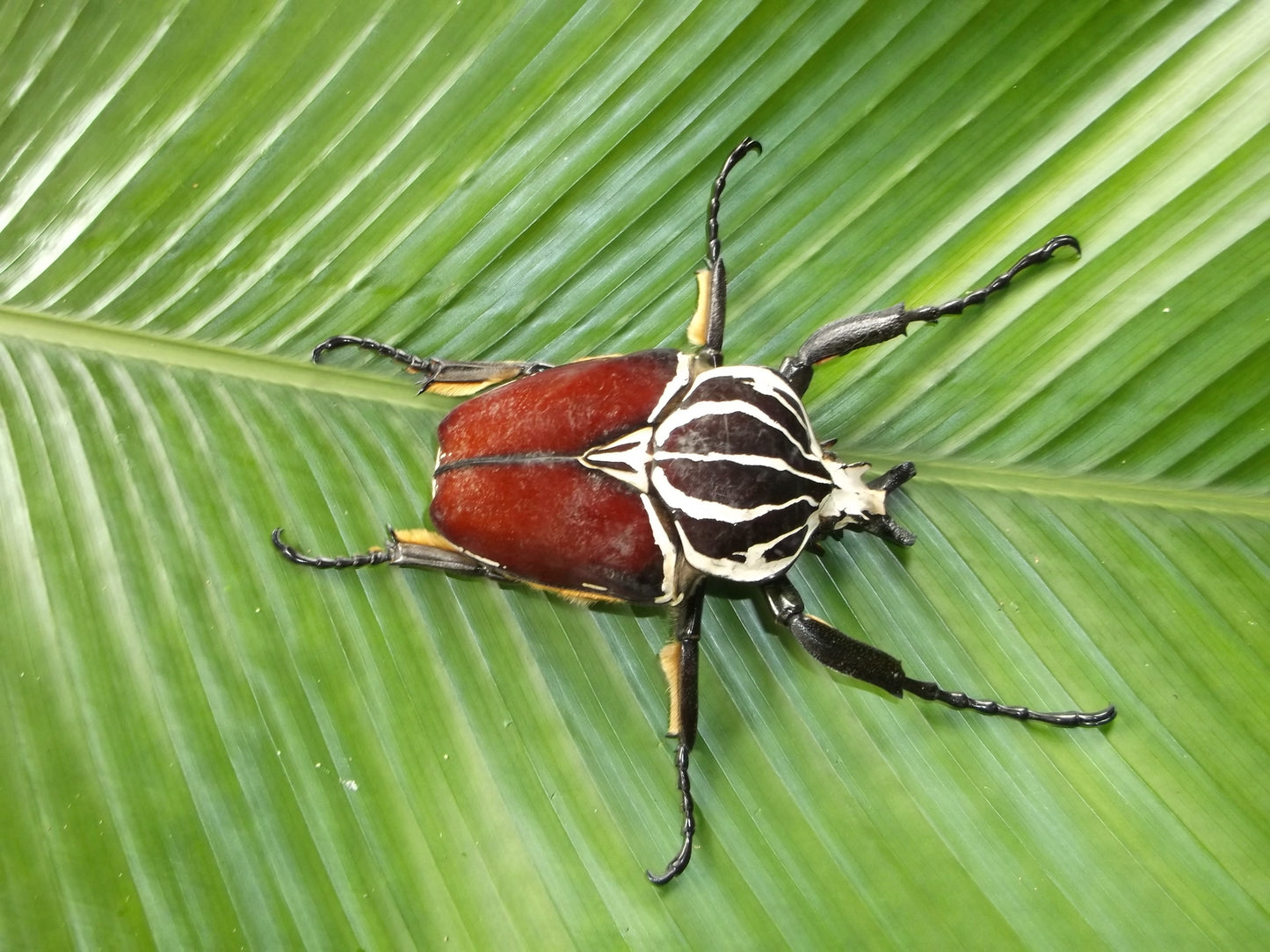 Goliathus goliathus