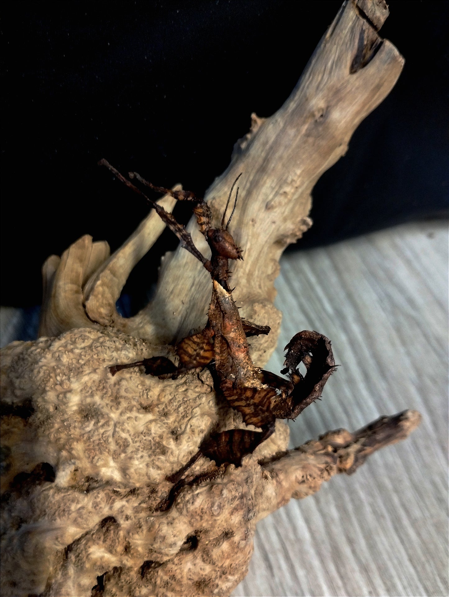Extatosoma tiaratum Phasme scorpion