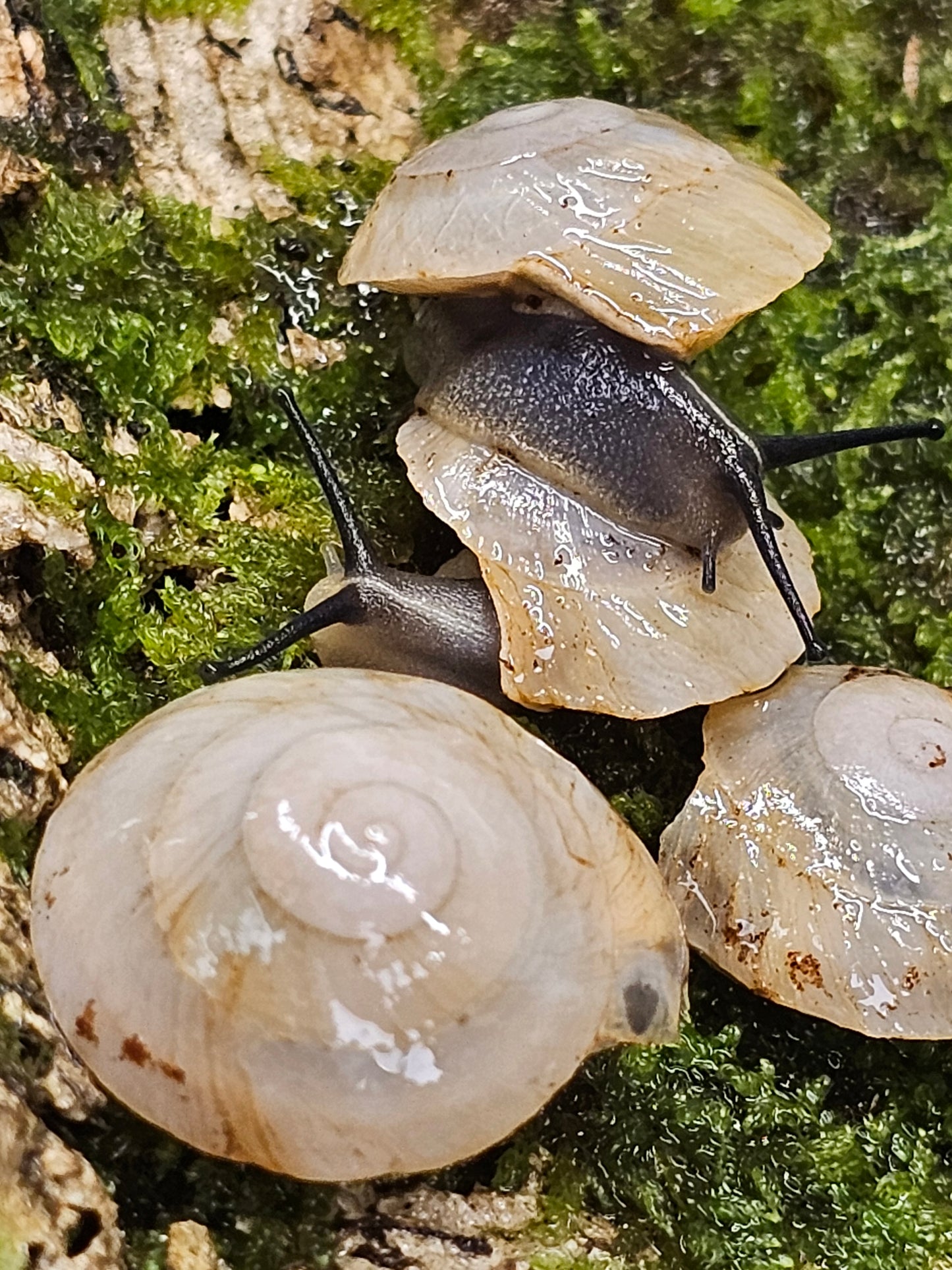 Caracolus sagemon albino shell