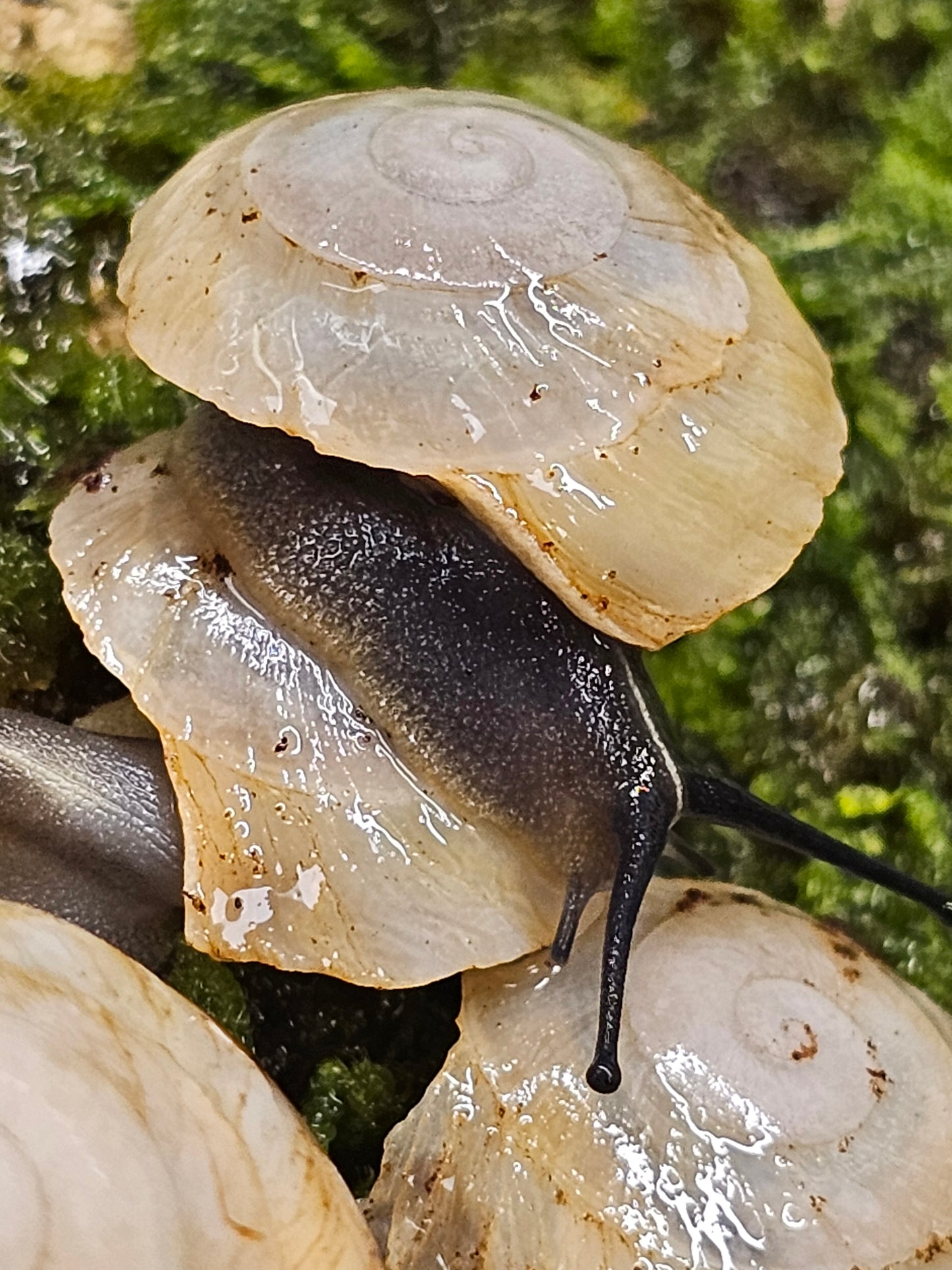 Caracolus sagemon albino shell