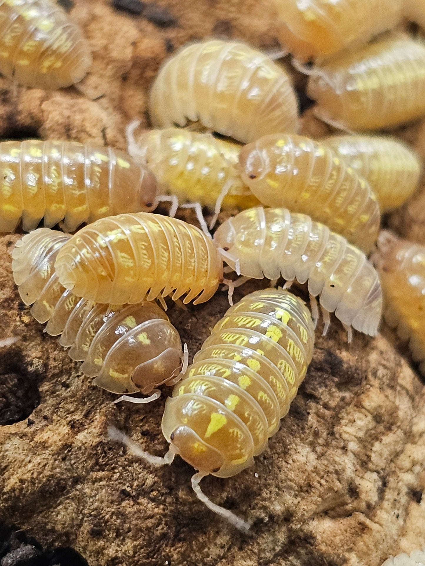 Armadillidium vulgare T+ albinos