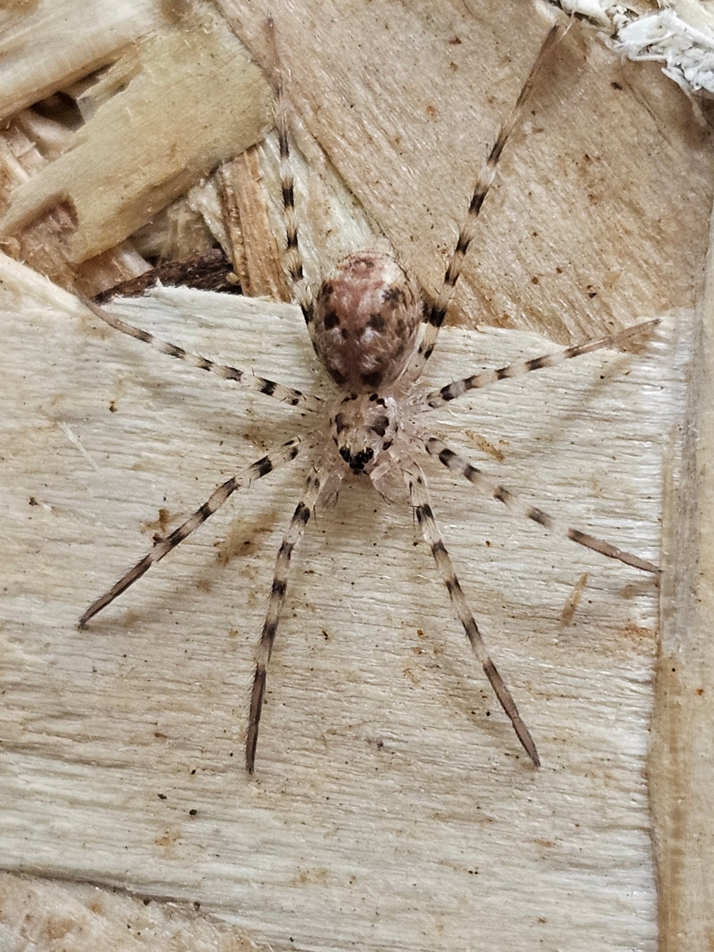 Viridasius sp sylvestrisform