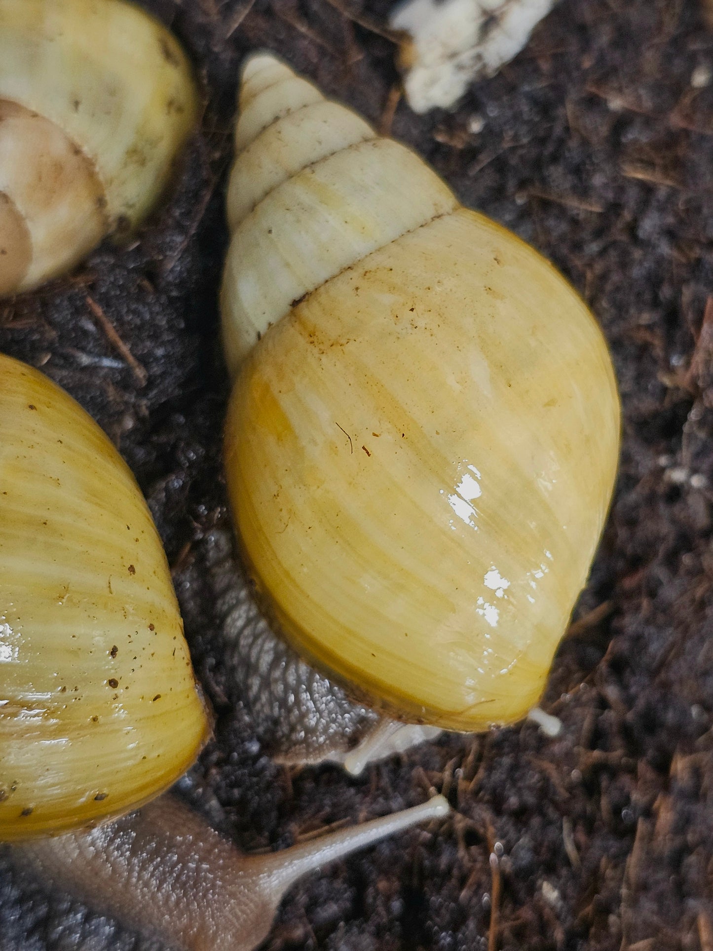 Lissachatina fulica rodatzi
