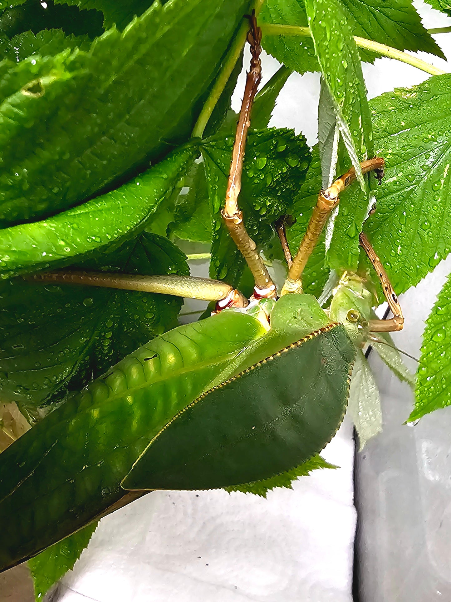 Siliquofera grandis