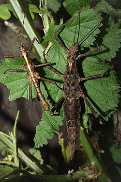 Aretaon sp Palawan