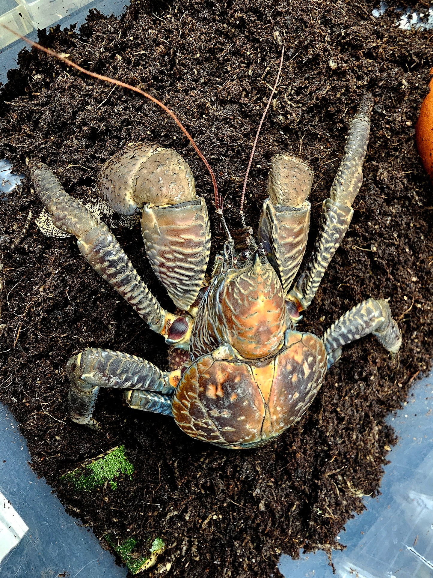 Birgus latro ( Crabe des cocotiers )