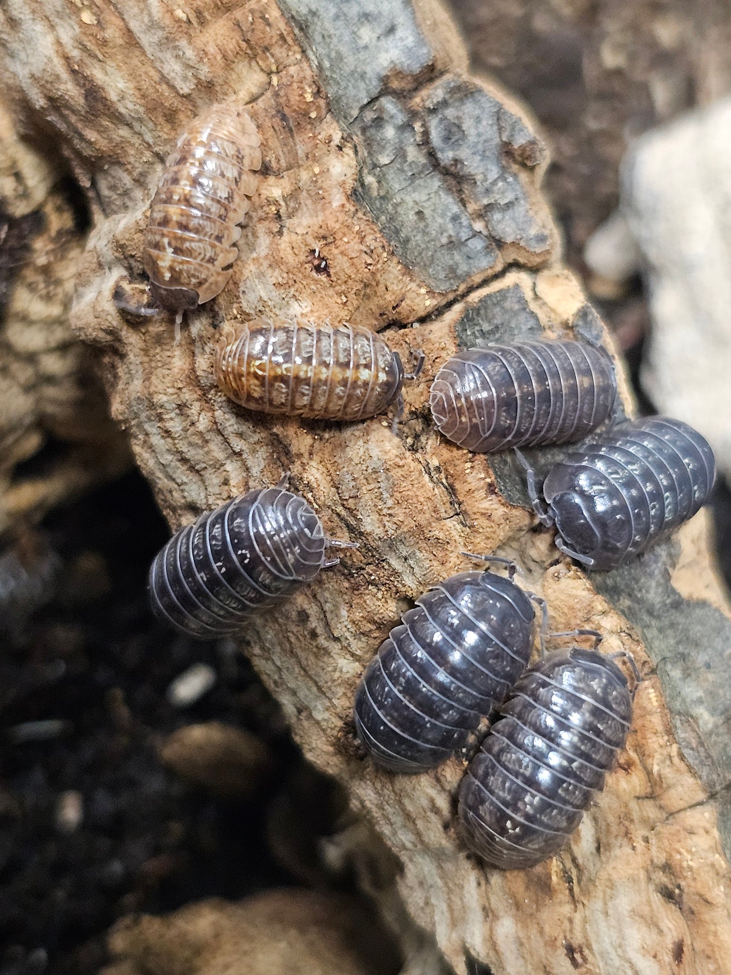 Armadillidium stagnoense Lot de 10