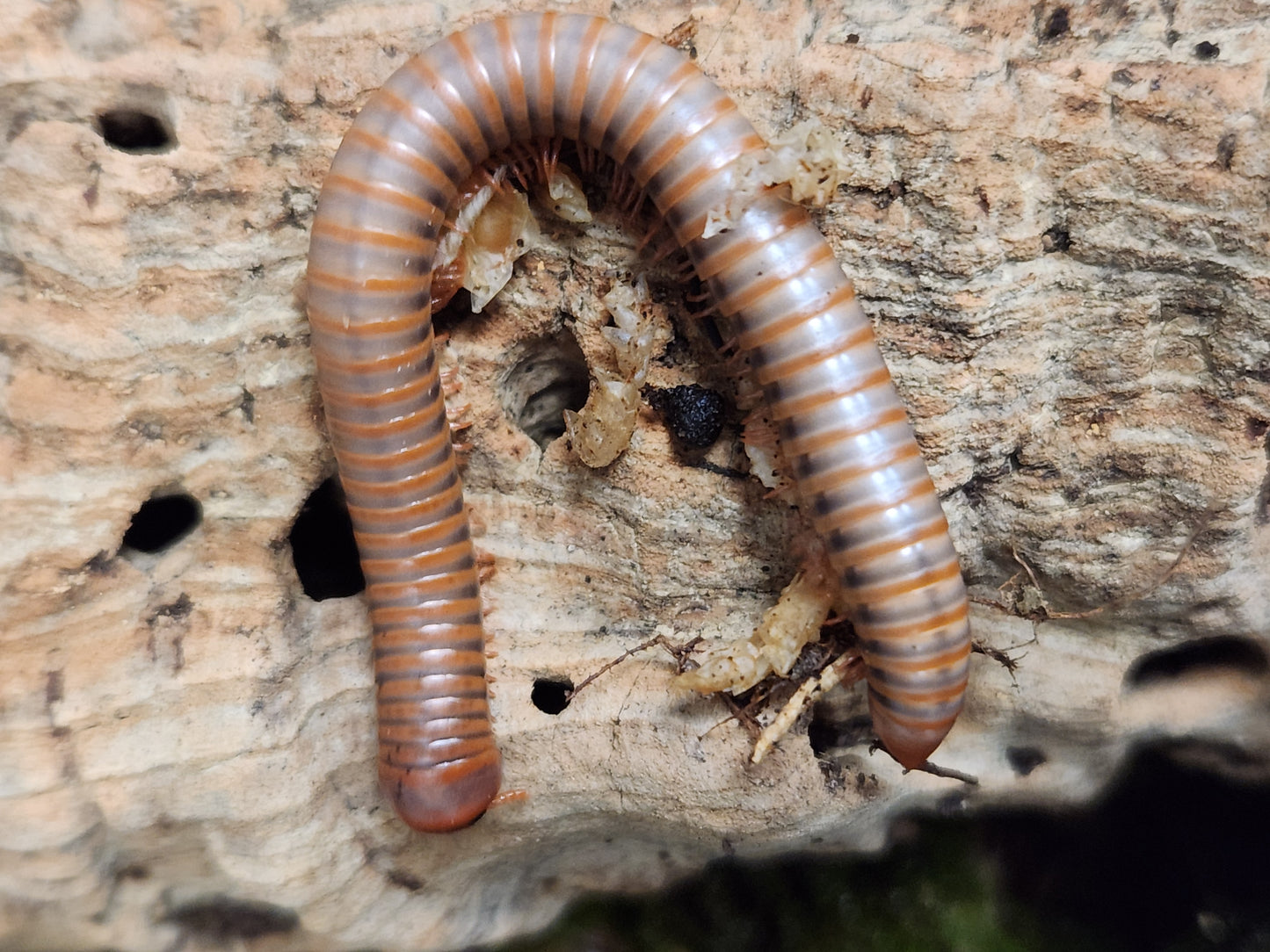 Atopochetus Red Satun