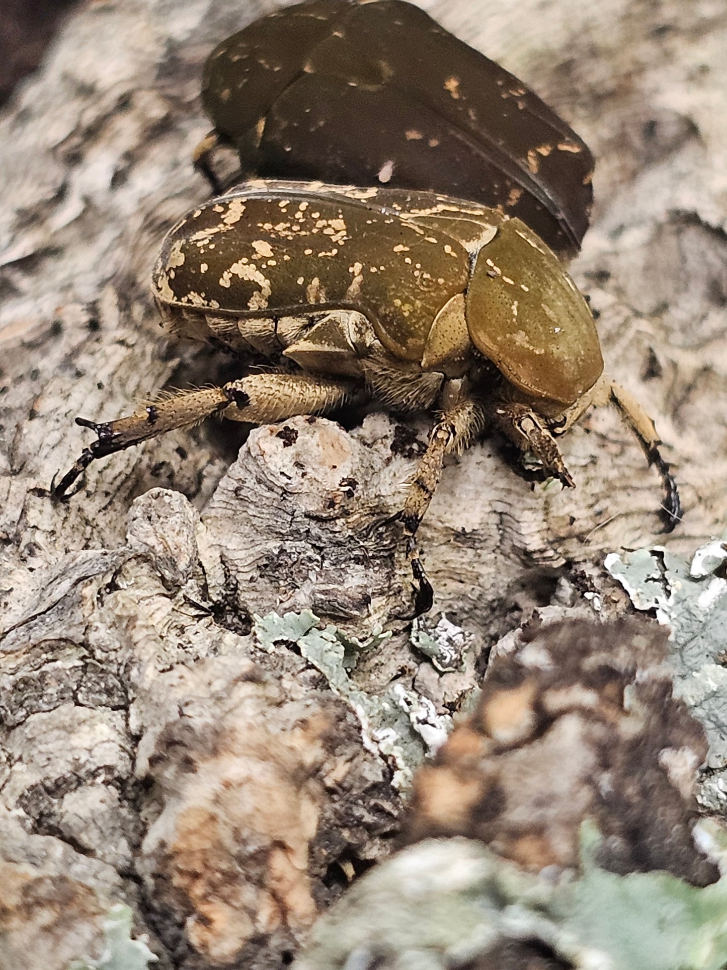 Protaetia culta culta Lots de 5