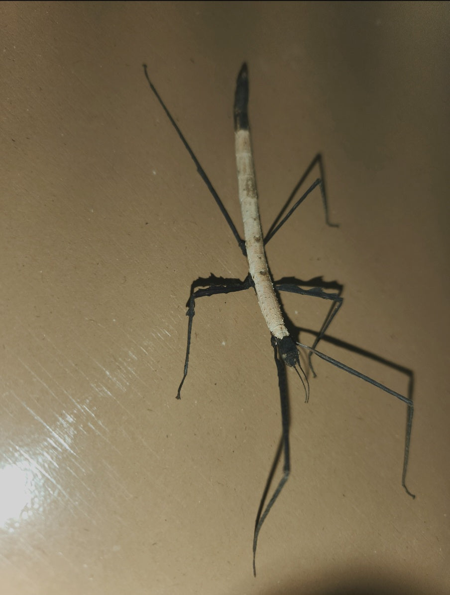 Lobofemora scheirei couple adulte